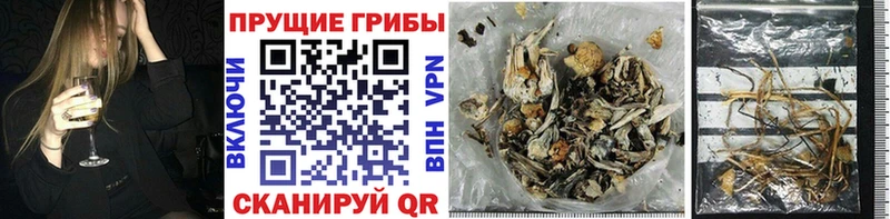 Галлюциногенные грибы Psilocybe  Калтан 